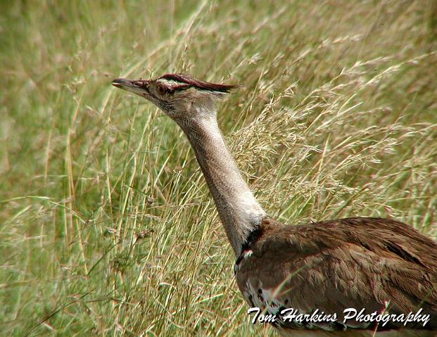 Cori Bustard.jpg